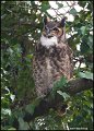_1SB4406 great-horned owl